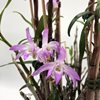 Дендробиум монилиформе (dendrobium moniliforme) Benishitan